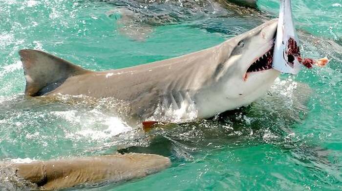 Shark and Wildlife Viewing Adventure in Key West Day Tours - Main Image