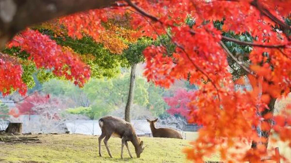 Nara Kyoto Twin Cities Pilgrimage 1-day Tour: Nara Park + Fushimi Inari Taisha + Byodo-in Temple Day Tours - Main Image