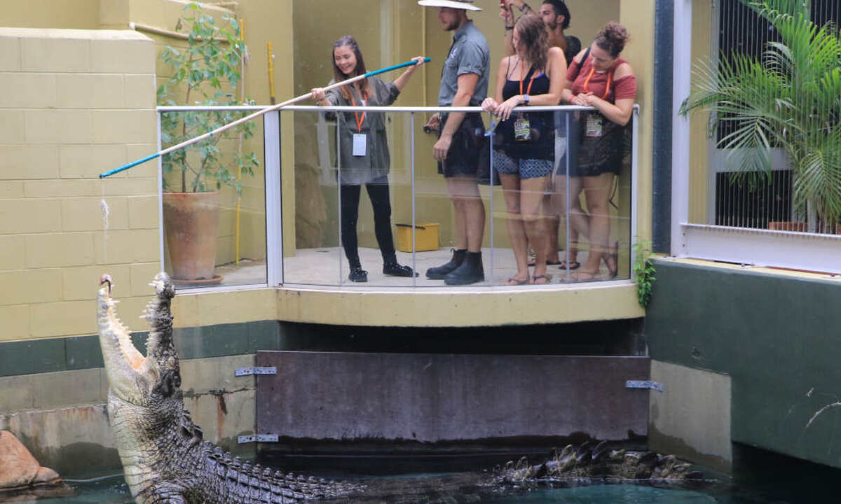 Crocosaurus Cove Darwin Croc Feeding Experience - Main Image
