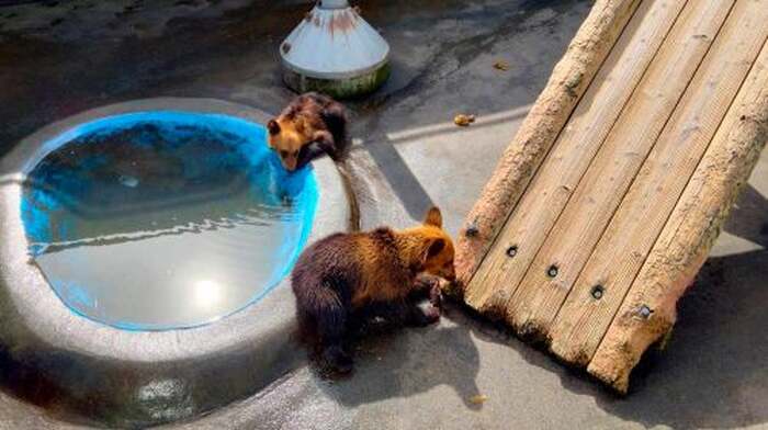 Hokkaido Natural Beauty 1-day Tour: Lake Tōya + Showa-shinzan + Noboribetsu Bear Park - Main Image