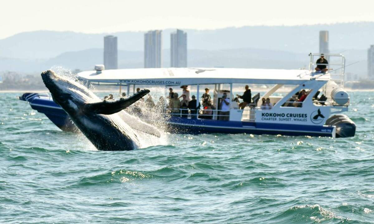 Whale Watching Cruises For 2.5 Hours - Main Image