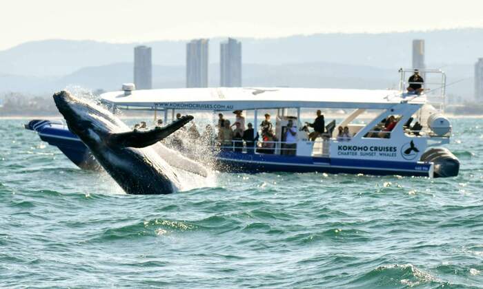 Whale Watching Cruises For 2.5 Hours - Main Image