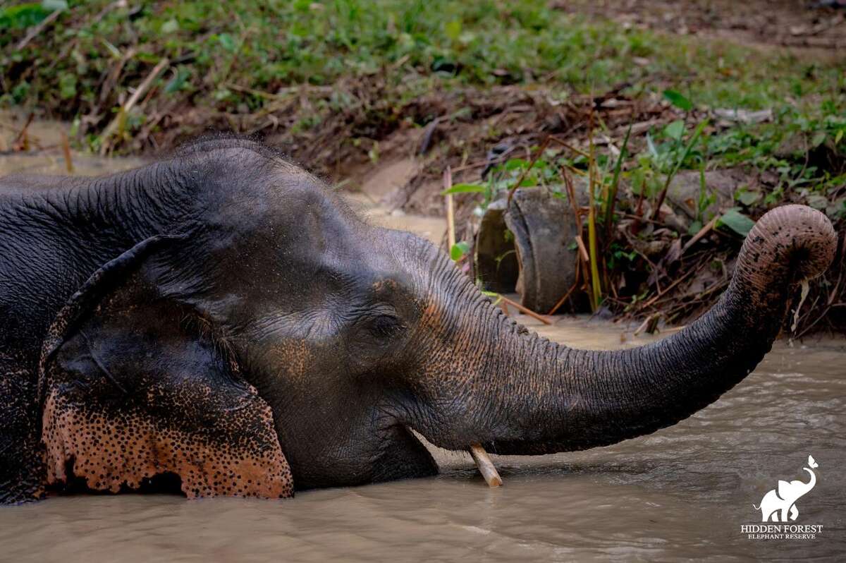 Hidden Forest Elephant Reserve with Lunch & Transfer - Morning Session (included roundtrip transfer in Phuket Island) - Main Image