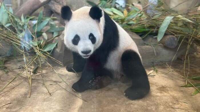 Panda Valley / Dujiangyan / Bipenggou / Sinuniang Scenic Area Private Tour (Customized Itinerary) - Main Image