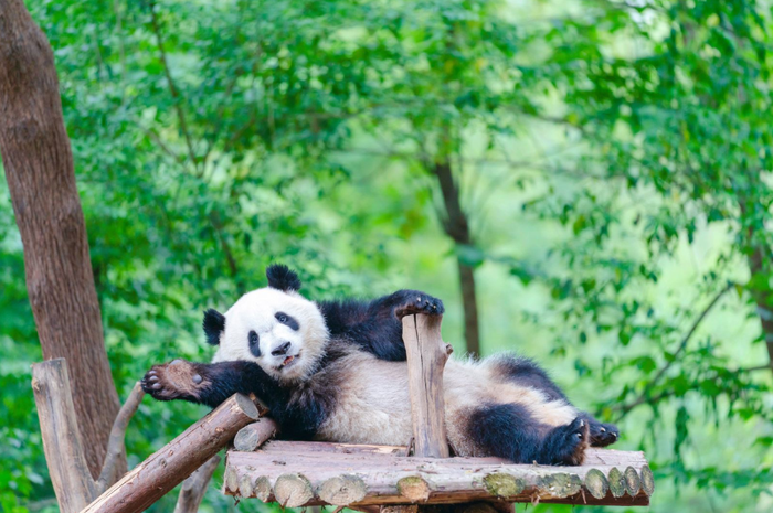 Chengdu panda Base of Giant Panda Breeding Admission - Main Image
