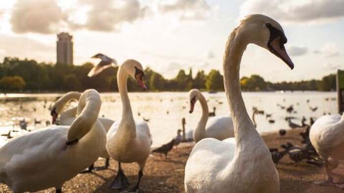 Big Ben, Hyde Park, Tower of London, Kew Gardens, and Notting Hill one-day tour (Privated Charter Route) - Main Image