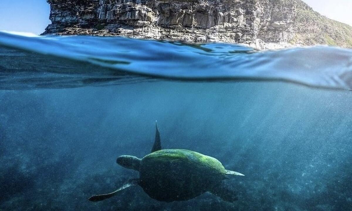 Mooloolaba Turtle Tour - 1.5 Hours - Main Image