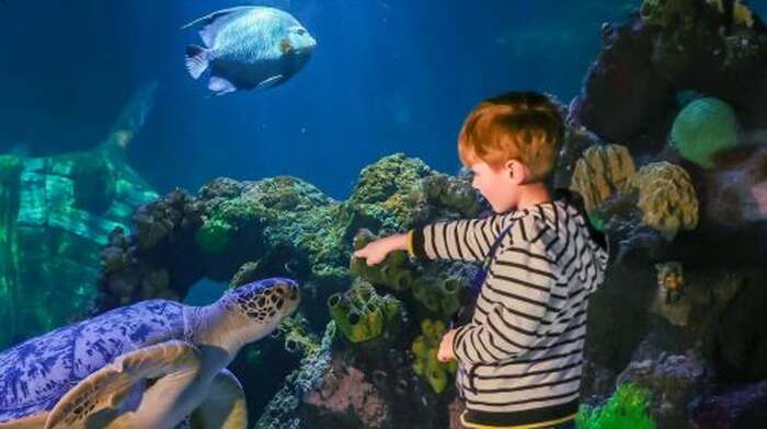 SEA LIFE Timmendorfer Strand: Entry Ticket Adult - Main Image