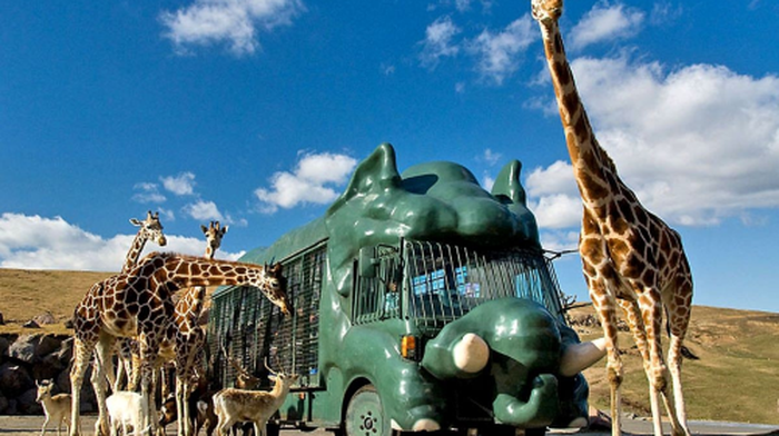 1-day tour to Kyushu Wildlife Park African Safari: Beppu Umi Jigoku + Yufuin Panorama + Mount Yufu Trailhead Day Tours - Main Image