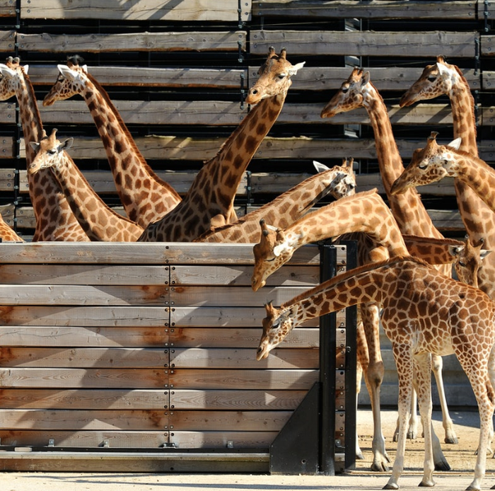 Paris Zoological Park - Main Image