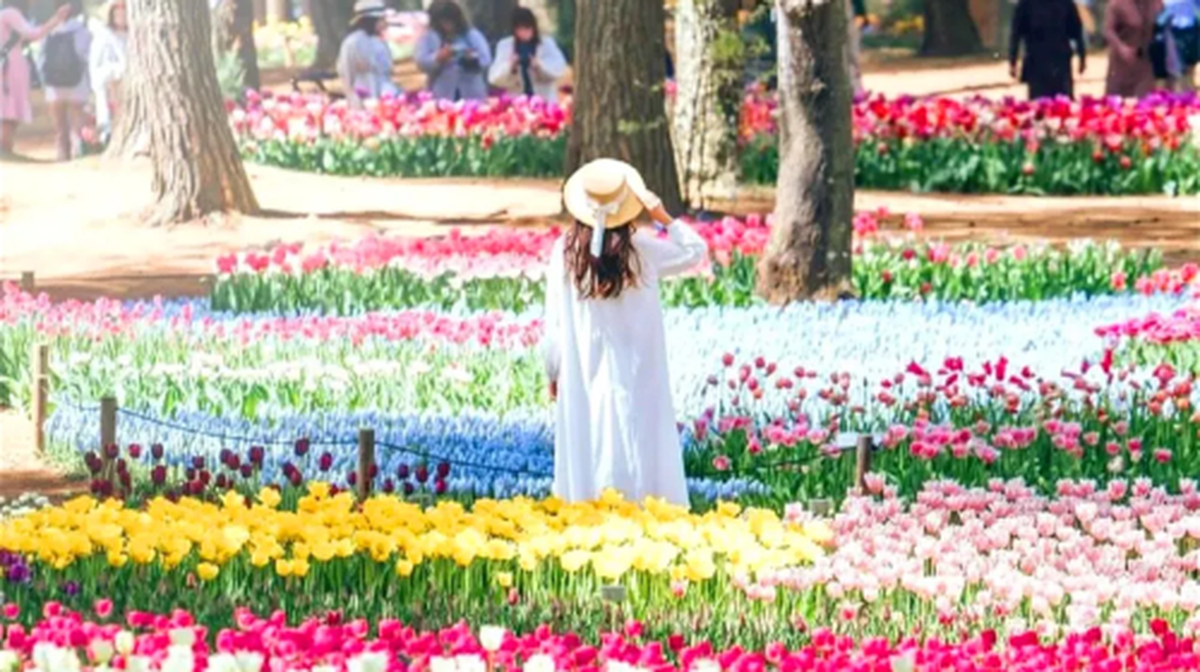 Ibaraki Ashikaga Flower Park Japan Light Show + Nakaminato Fish Market + Kamiiso no Torii 1-day tour - Main Image