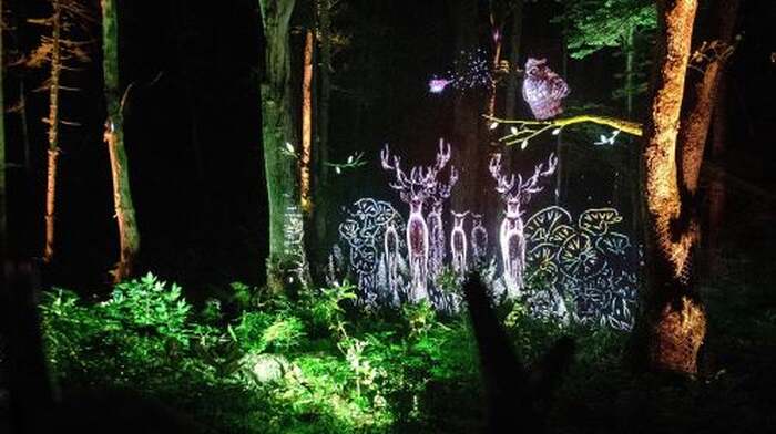 Lake Akan Forest Night Walk "Kamui Lumina" - Main Image