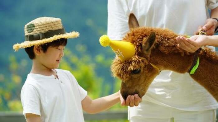 Alpaca World+Nami Island+Garden of Morning Calm one-day tour Day Tours - Main Image
