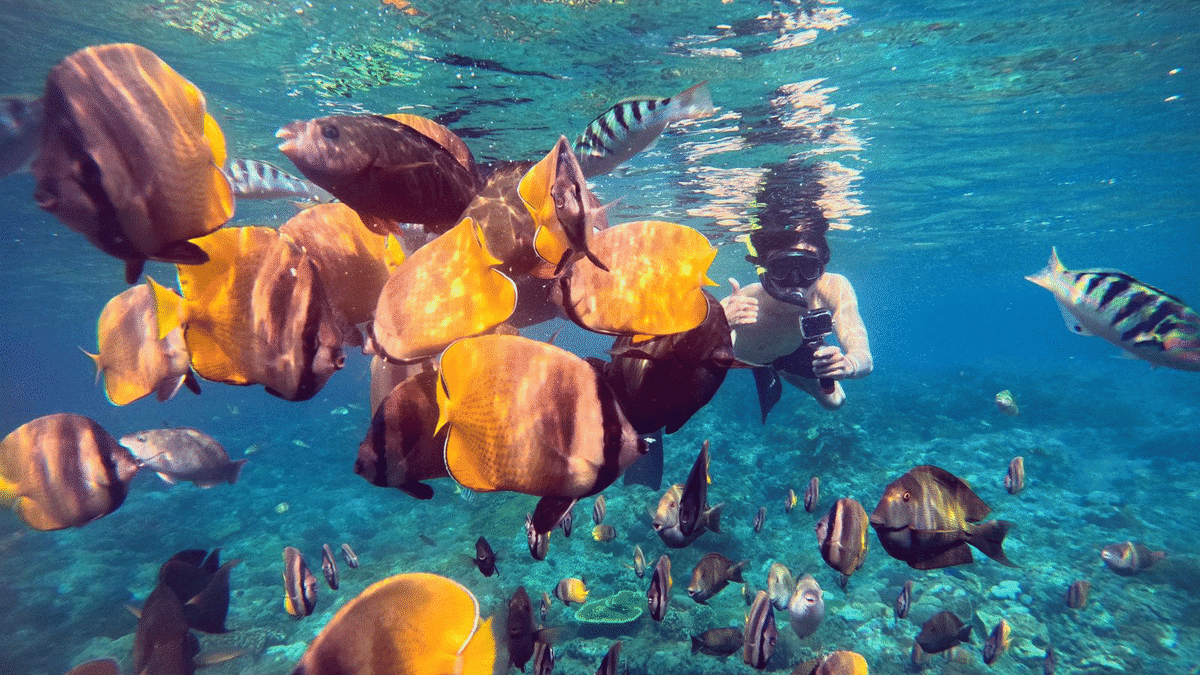 Nusa Penida Snorkeling tour : Manta Bay & Crystal Bay - Main Image
