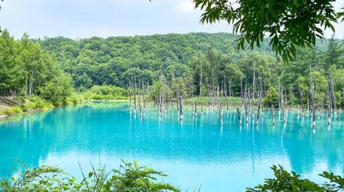 Hokkaido Asahiyama Zoo + Shirogane Blue Pond (Aoiike) + Shirahige Waterfall + Ningle Terrace 1-day tour Day Tours - Main Image