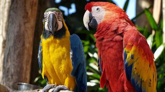 Gapyeong Begonia Bird Park + Nami Island Private Car Charter (Easy Tour Option) Day Tours - Main Image