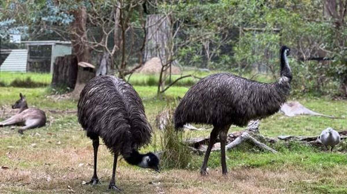 Potoroo Palace - Main Image