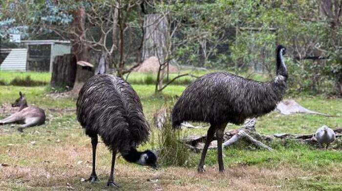 Potoroo Palace - Main Image