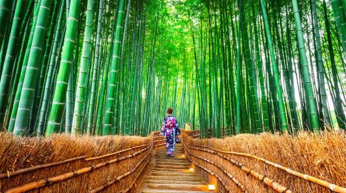 Kinkaku-ji + Arashiyama + Nijō Castle + Fushimi Inari Taisha Kyoto in-depth niche one-day tour Day Tours - Main Image