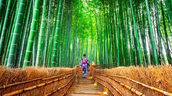 Kinkaku-ji + Arashiyama + Nijō Castle + Fushimi Inari Taisha Kyoto in-depth niche one-day tour Day Tours - Main Image