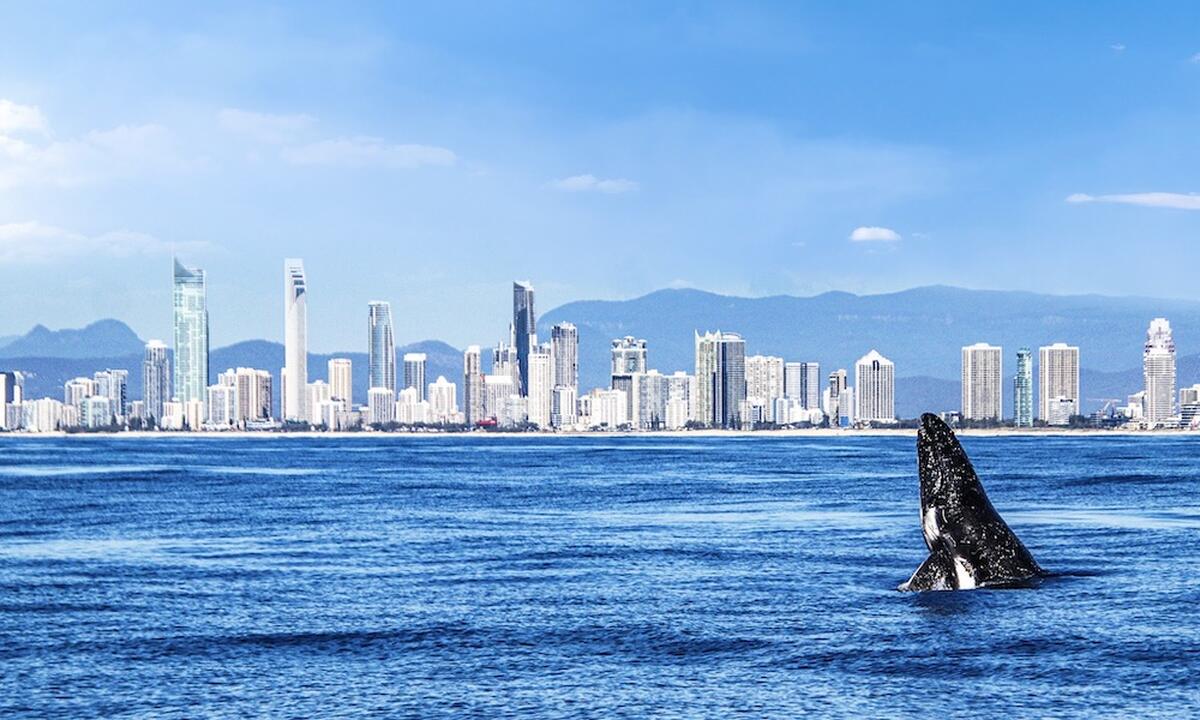 Gold Coast Sea World Whale Watching Cruise - Main Image