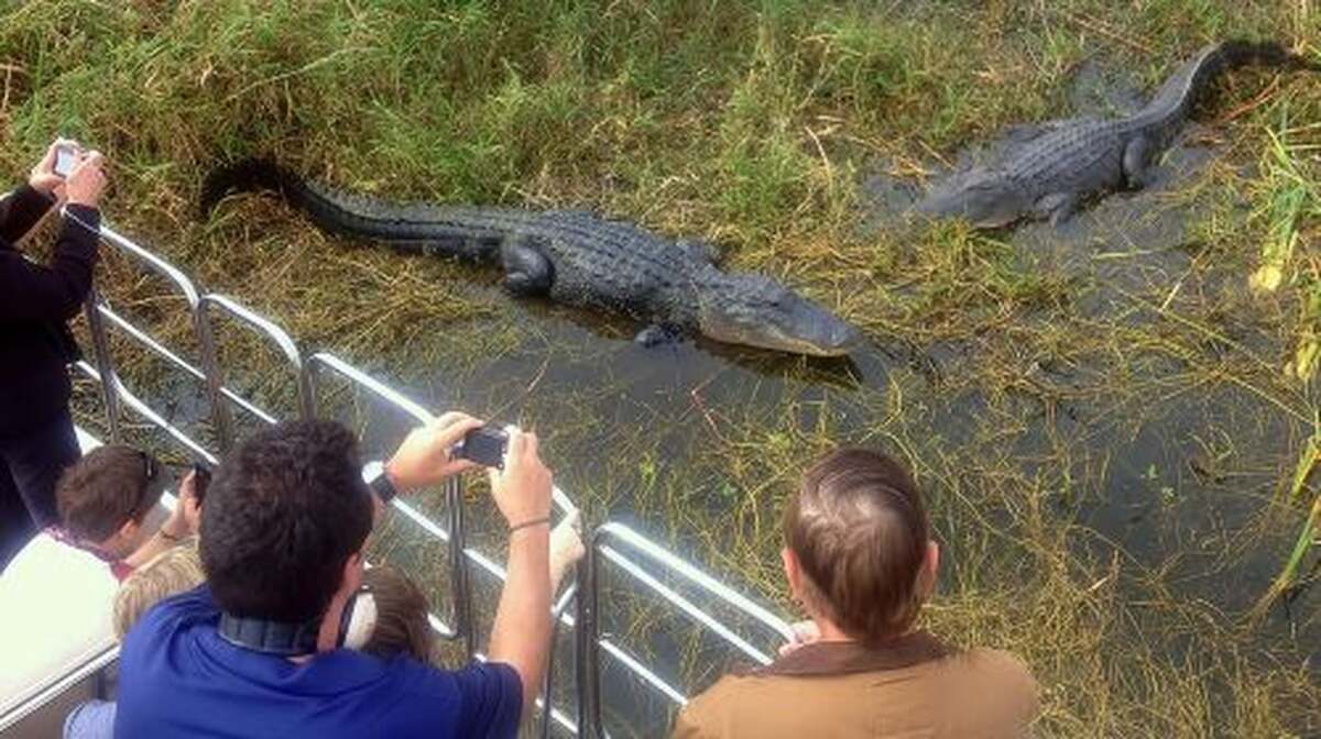Florida Everglades Airboat Tour and Wild Florida Admission with Optional Lunch Day Tours - Main Image