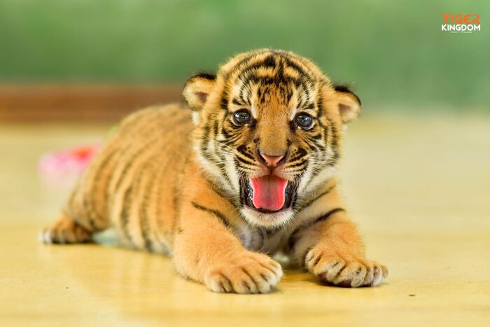 Tiger Kingdom Phuket with Private Transportation in Phuket - Main Image