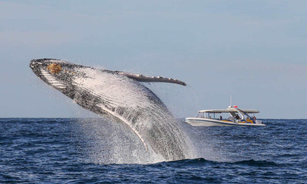 Sydney Whale Watching Adventure Cruise - 2.5 Hours - Main Image