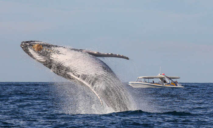 Sydney Whale Watching Adventure Cruise - 2.5 Hours - Main Image