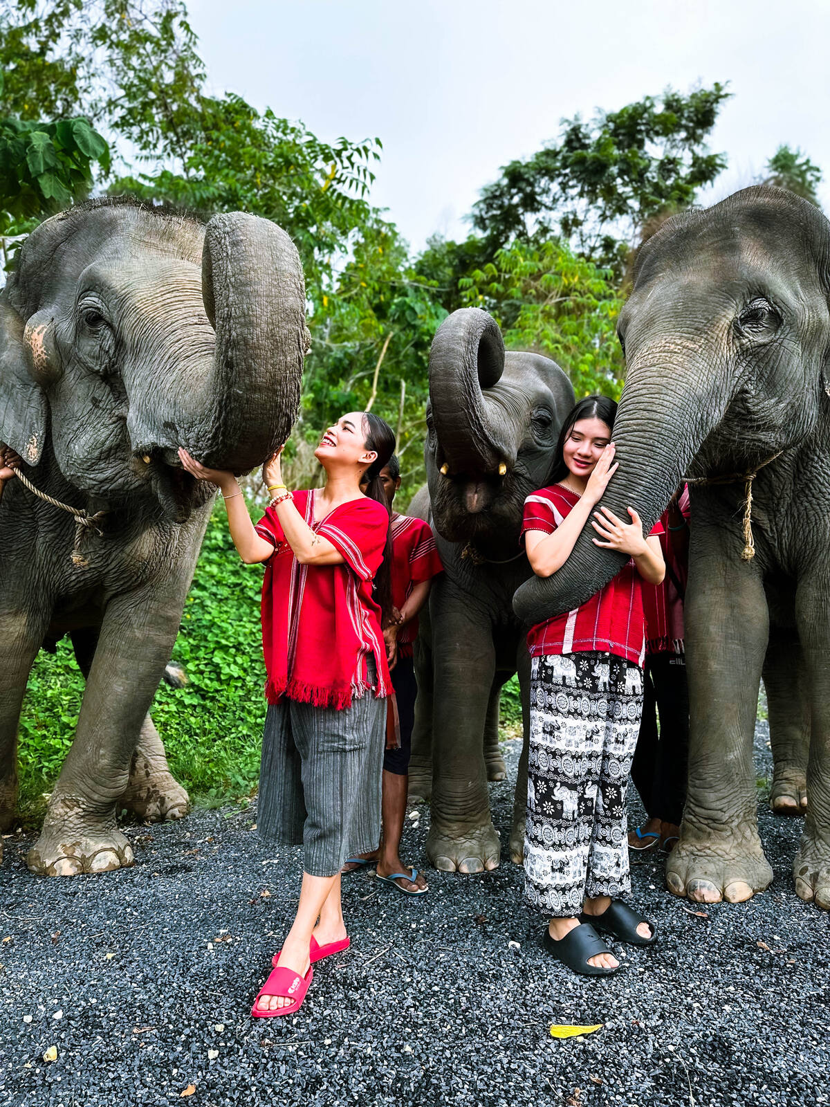 Kerchor Elephant Family Phuket - Main Image