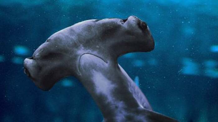 The National Aquarium Abu Dhabi: VIP Package Day Tours - Main Image