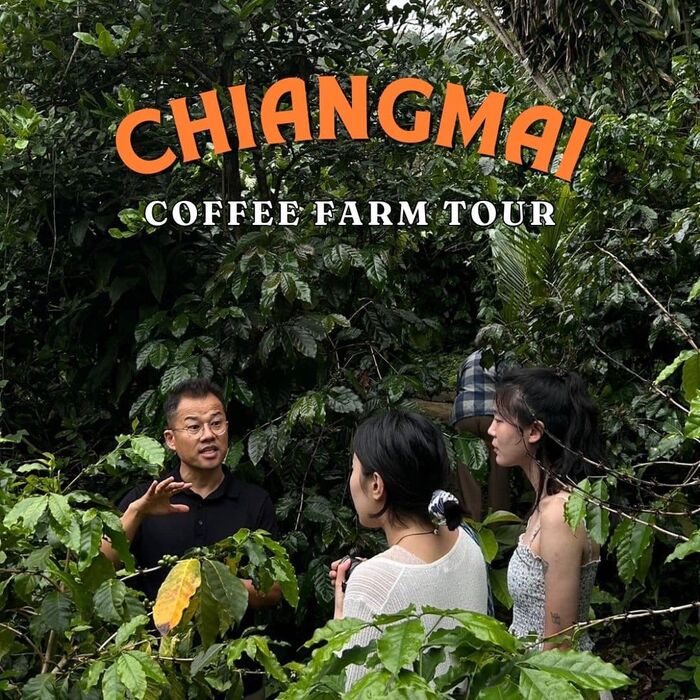 Chiang Mai Organic Coffee Farm Tour by ZEIT Roaster - Main Image