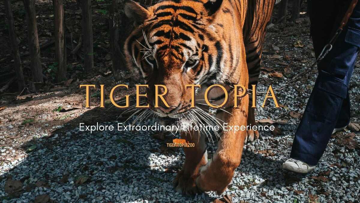 Tiger Topia Zoo Sri Racha - Main Image
