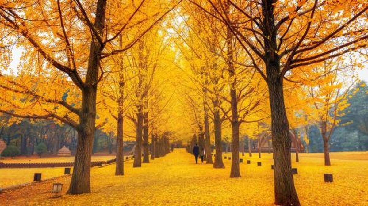 Nami Island + Petite France & Italian Village One Day Tour (From Seoul, English Guide) Day Tours - Main Image