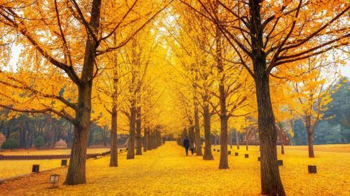 Nami Island + Petite France & Italian Village One Day Tour (From Seoul, English Guide) Day Tours - Main Image