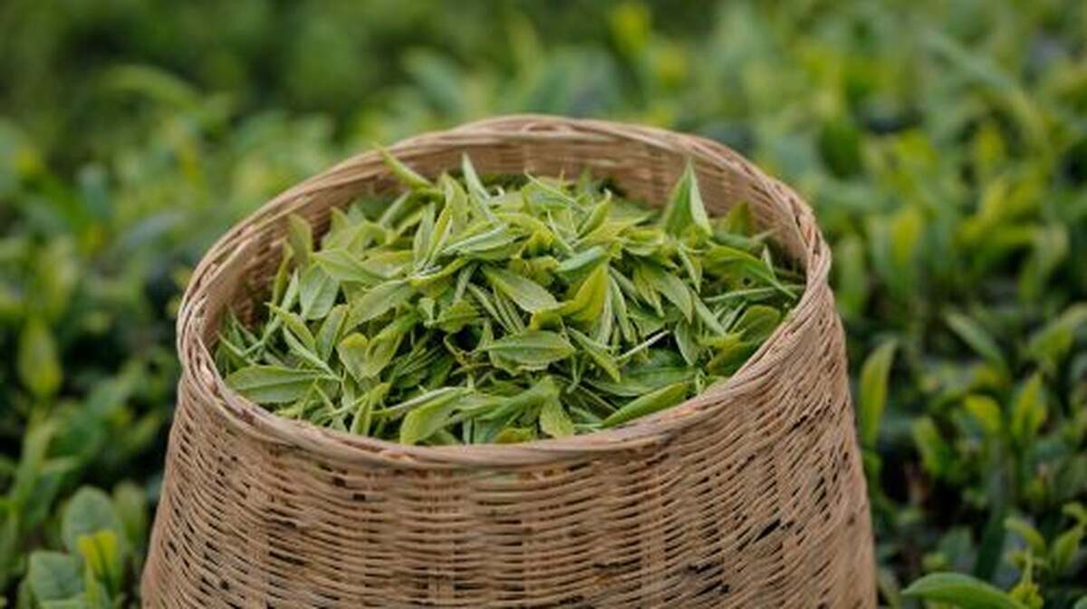West Lake Scenic Area, Hangzhou|Longjing Village tea garden hike + tea picking and frying experience + tasting Shifeng Longjing tea - Main Image