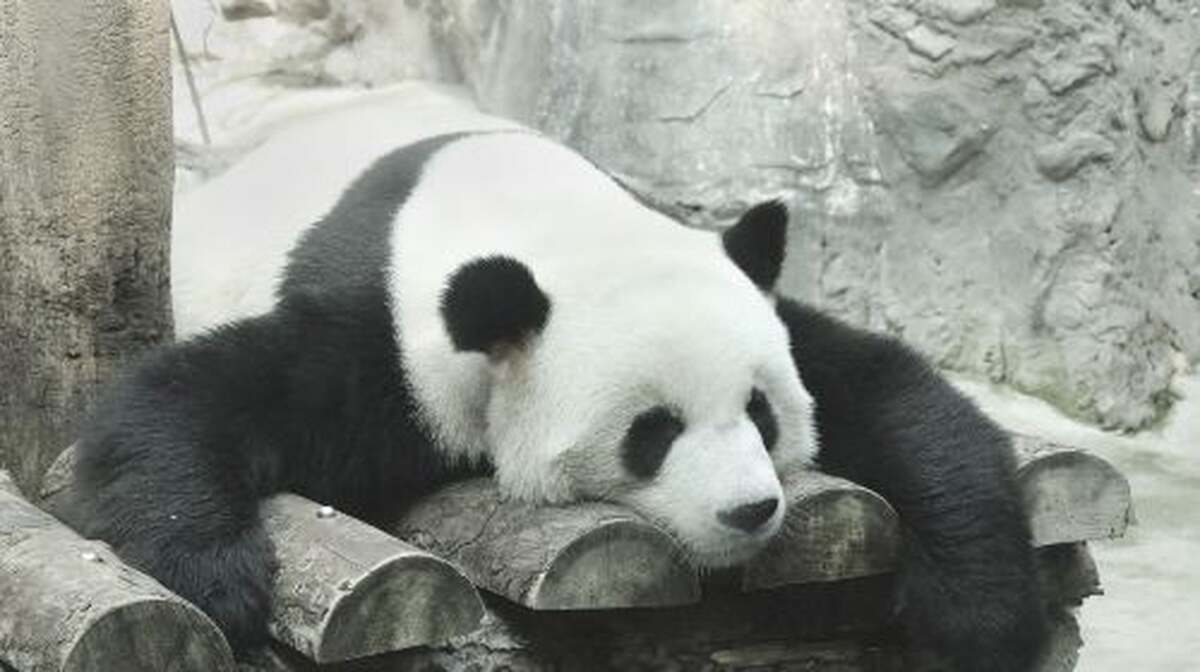 Beijing Zoo + Summer Palace one-day tour - Main Image