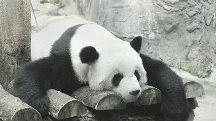 Beijing Zoo + Summer Palace one-day tour