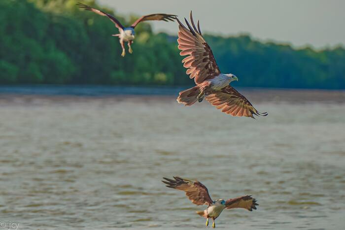 Eagle Watching Experience in Kuala Selangor - Main Image