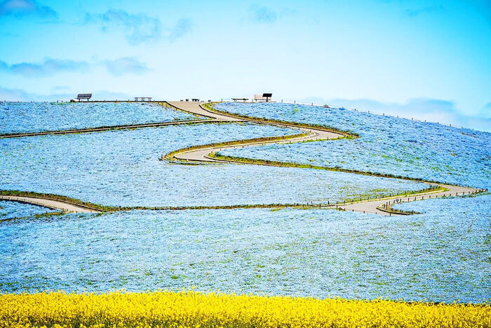 Ibaraki Flower Sea Food One-day Tour - Main Image