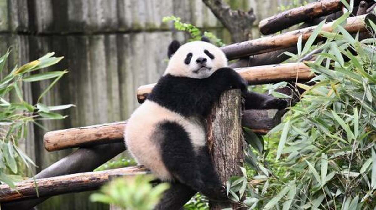 Chengdu Panda Park and Leshan Giant Buddha Daily Bus Tour with Tickets by CITS × ZANBUS - Main Image