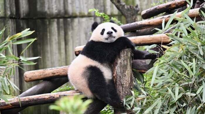 Chengdu Panda Park and Leshan Giant Buddha Daily Bus Tour with Tickets by CITS × ZANBUS - Main Image