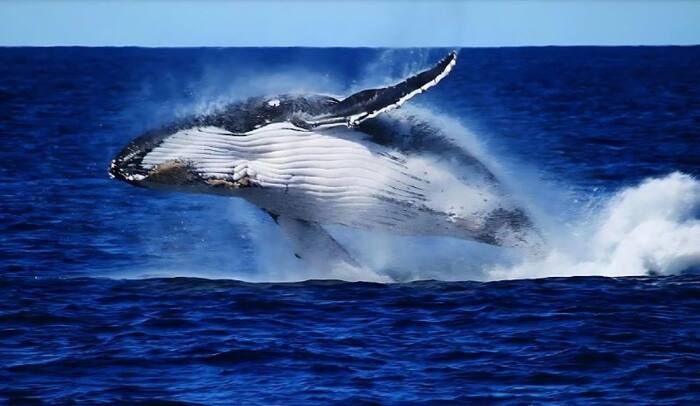 Brisbane Whale Watching Cruise - Main Image