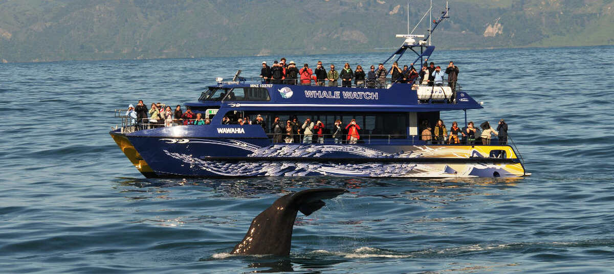 Whale Watching Cruise Kaikoura - Main Image