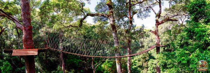 Flying Tiger Zipline Chiang Mai - Main Image
