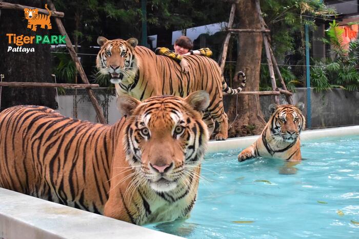 Tiger Park Pattaya - Main Image