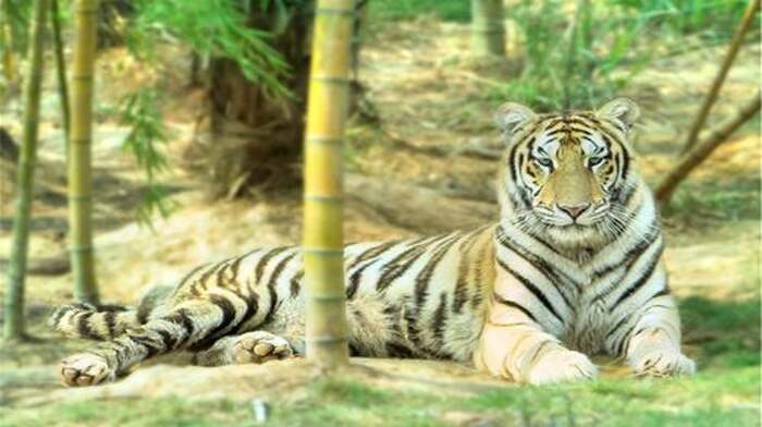Three Jane Tiger Garden - Main Image