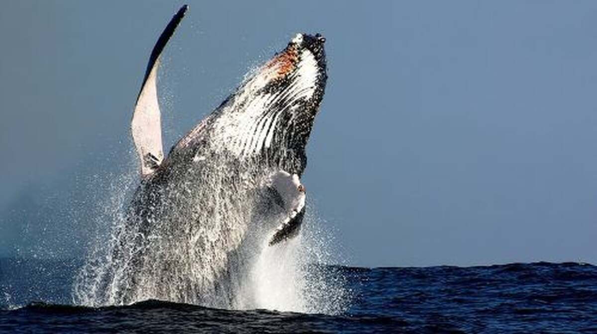 Sydney Whale-Watching Cruise Including Lunch or Breakfast Day Tours - Main Image