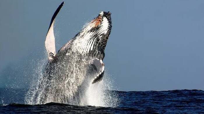 Sydney Whale-Watching Cruise Including Lunch or Breakfast Day Tours - Main Image