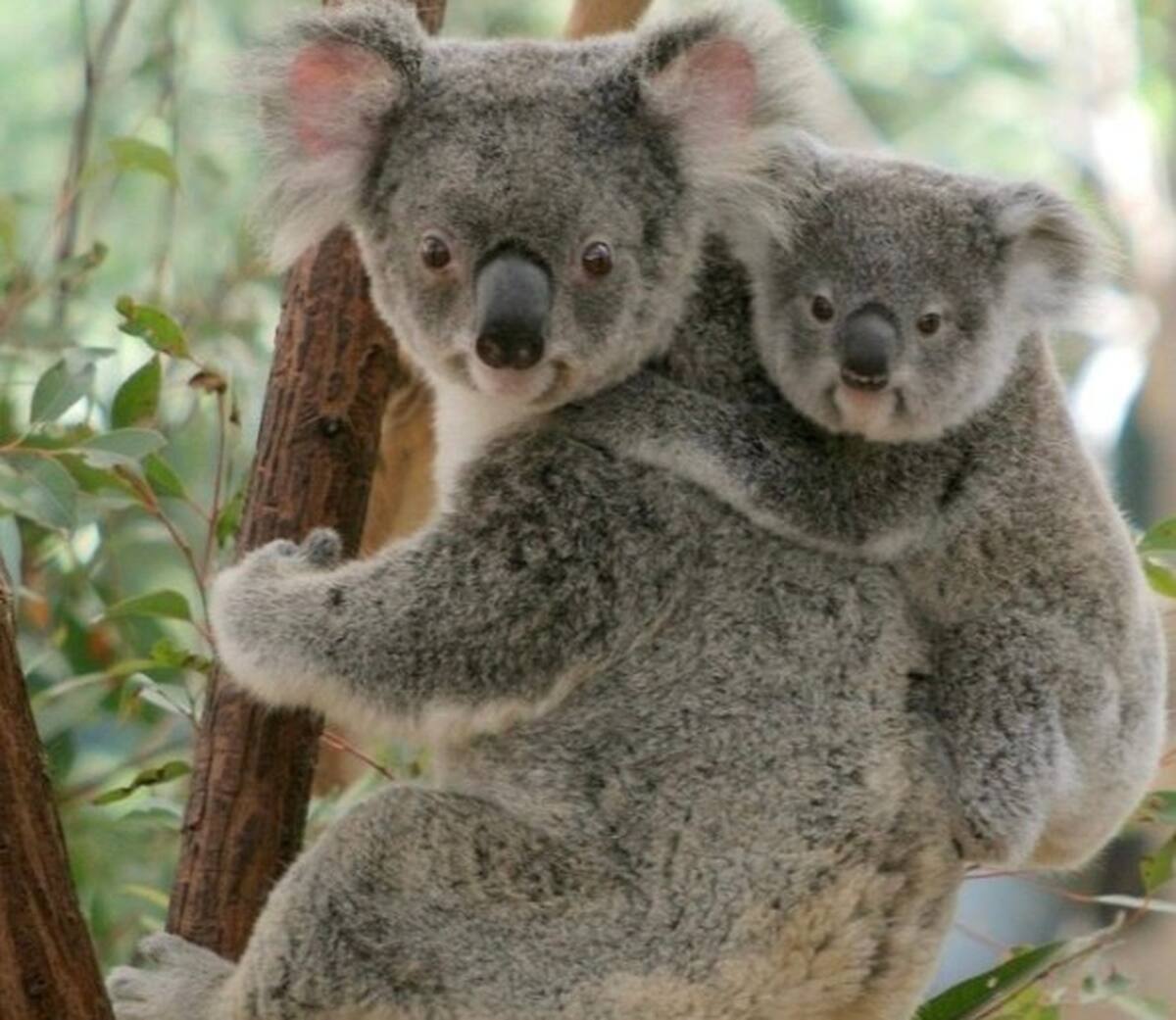 Lone Pine Koala Sanctuary - Main Image